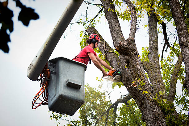 Emergency Storm Tree Removal in Hagerstown, MD